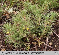 Ajuga chamaepitys (dąbrówka żółtokwiatowa)