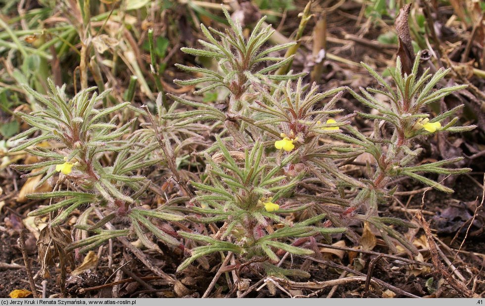 Ajuga chamaepitys (dąbrówka żółtokwiatowa)