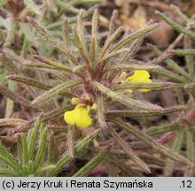 Ajuga chamaepitys (dąbrówka żółtokwiatowa)