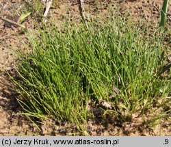 Isolepis setacea (sitniczka szczecinowata)