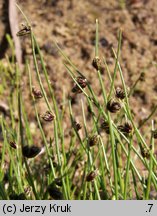 Isolepis setacea (sitniczka szczecinowata)