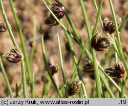 Isolepis setacea (sitniczka szczecinowata)