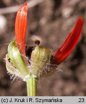 Adonis flammea (miłek szkarłatny)