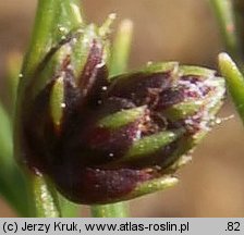 Isolepis setacea (sitniczka szczecinowata)