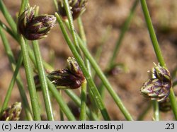 Isolepis setacea (sitniczka szczecinowata)