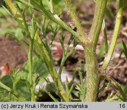 Adonis flammea (miłek szkarłatny)