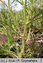 Adonis flammea (miłek szkarłatny)