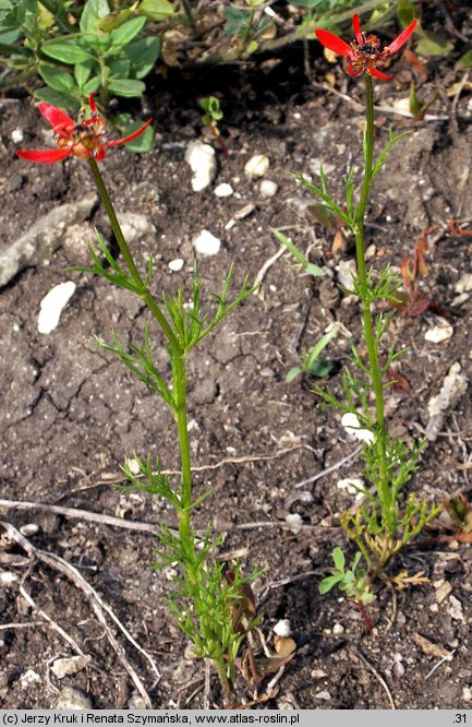 Adonis flammea (miłek szkarłatny)