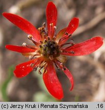 Adonis flammea (miłek szkarłatny)