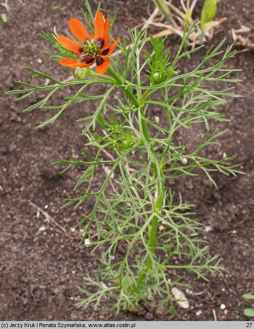 Adonis aestivalis (miłek letni)