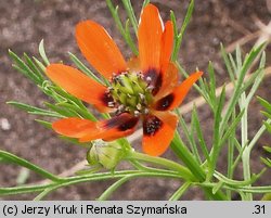 Adonis aestivalis (miłek letni)