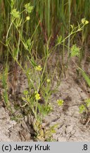 Ranunculus arvensis (jaskier polny)