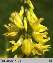 Melilotus officinalis (nostrzyk żółty)