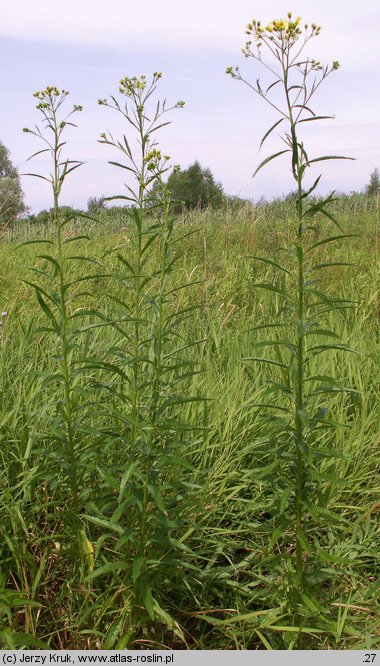 Senecio paludosus (starzec bagienny)