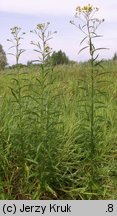 Senecio paludosus (starzec bagienny)