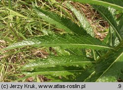 Senecio paludosus (starzec bagienny)