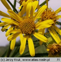 Senecio paludosus (starzec bagienny)