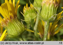 Senecio paludosus (starzec bagienny)