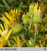 Senecio paludosus (starzec bagienny)