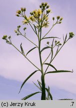 Senecio paludosus (starzec bagienny)