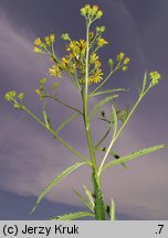 Senecio paludosus (starzec bagienny)