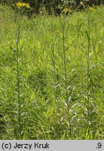 Senecio paludosus (starzec bagienny)