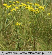 Senecio jacobaea (starzec jakubek)