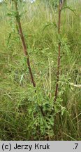 Senecio jacobaea (starzec jakubek)