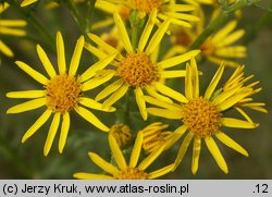 Senecio jacobaea (starzec jakubek)