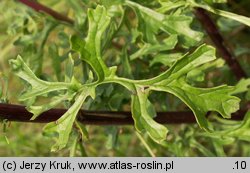 Senecio jacobaea (starzec jakubek)