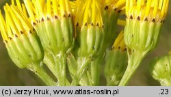 Senecio jacobaea (starzec jakubek)