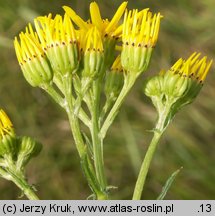 Senecio jacobaea (starzec jakubek)