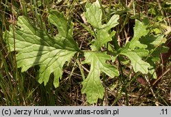 Senecio jacobaea (starzec jakubek)