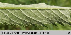 Senecio paludosus (starzec bagienny)