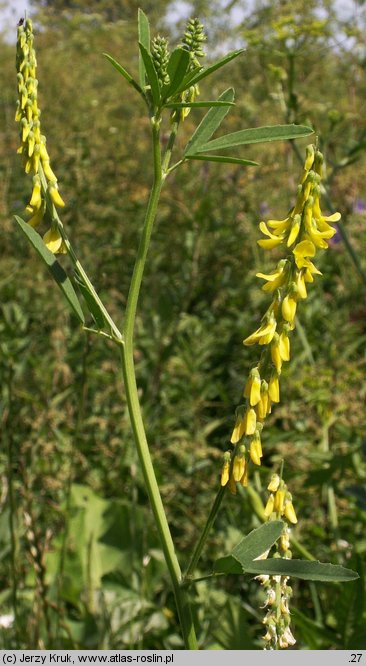 Melilotus altissima (nostrzyk wyniosły)