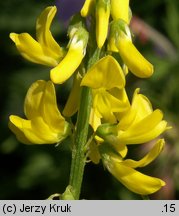 Melilotus altissima (nostrzyk wyniosły)