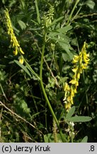 Melilotus altissima (nostrzyk wyniosły)