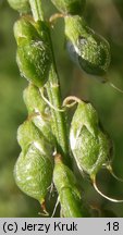 Melilotus altissima (nostrzyk wyniosły)