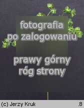 Euphorbia falcata (wilczomlecz sierpowaty)