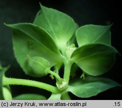 Euphorbia falcata (wilczomlecz sierpowaty)