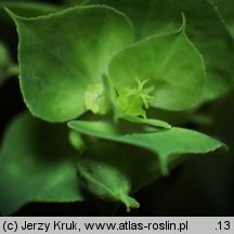 Euphorbia falcata (wilczomlecz sierpowaty)