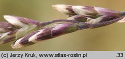 Puccinellia distans (mannica odstająca)