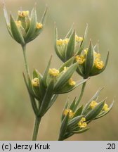 Bupleurum tenuissimum (przewiercień cienki)