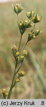 Bupleurum tenuissimum (przewiercień cienki)