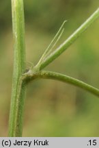 Melilotus dentata (nostrzyk ząbkowany)