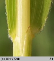 Leersia oryzoides (zamokrzyca ryżowa)