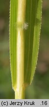 Leersia oryzoides (zamokrzyca ryżowa)