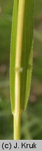 Leersia oryzoides (zamokrzyca ryżowa)