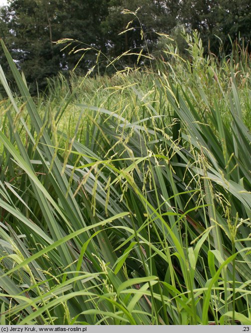 Leersia oryzoides (zamokrzyca ryżowa)