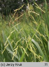 Leersia oryzoides (zamokrzyca ryżowa)